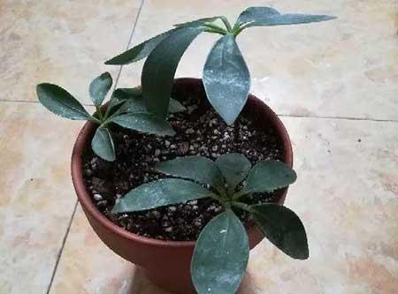 什么绿植好养活又能净化空气