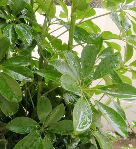 什么绿植好养活又能净化空气