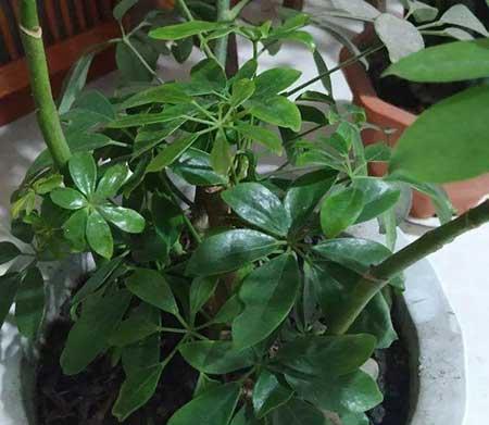 什么绿植好养活又能净化空气