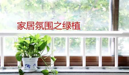 适合在室内养的绿植