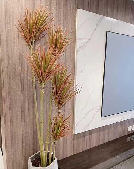 适合在室内养的绿植