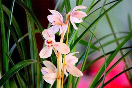 阿斯匹林适用养哪些花