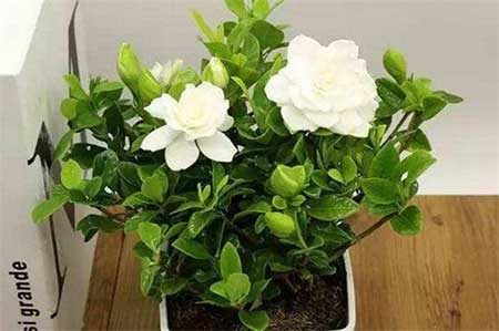 阿斯匹林适用养哪些花