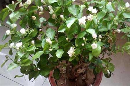 阿斯匹林适用养哪些花