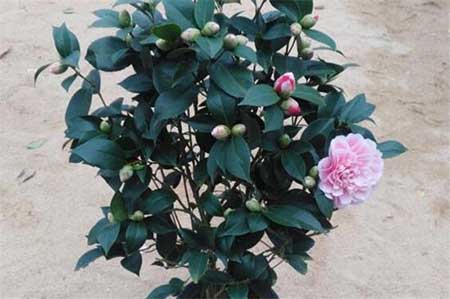 阿斯匹林适用养哪些花