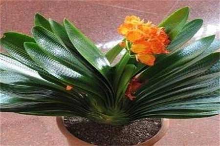阿斯匹林适用养哪些花