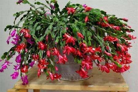 阿斯匹林适用养哪些花