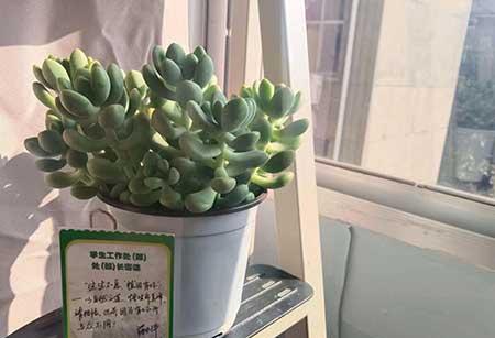 绿植领养