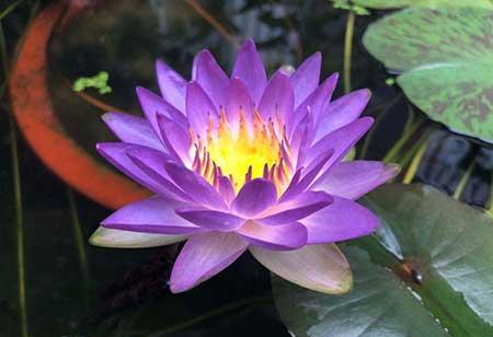 水里养的植物有哪些