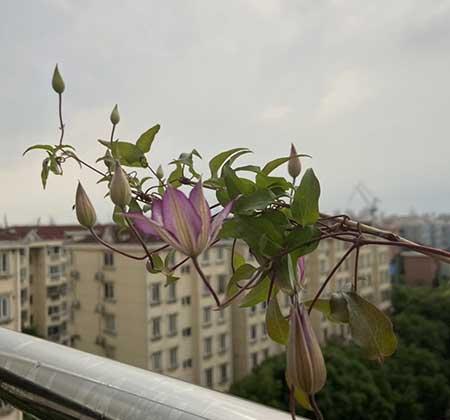 阳台养什么花和植物好