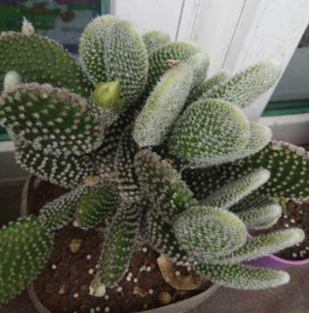 阳台养什么花和植物好