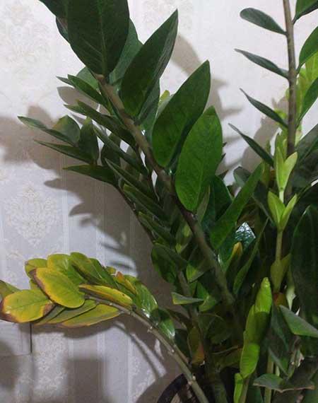 钱串串绿植的养护方法
