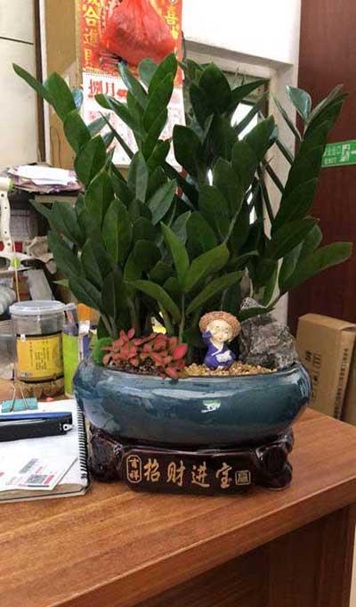 钱串串绿植的养护方法