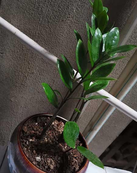 钱串串绿植的养护方法