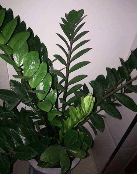 钱串串绿植的养护方法