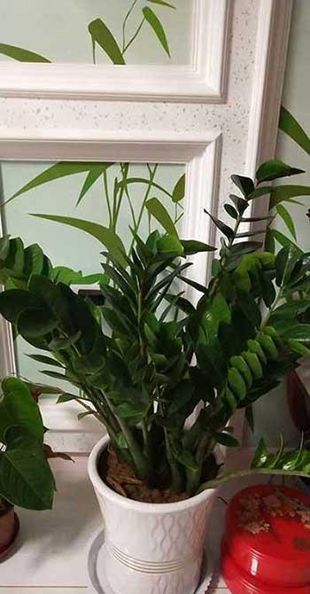 钱串串绿植的养护方法