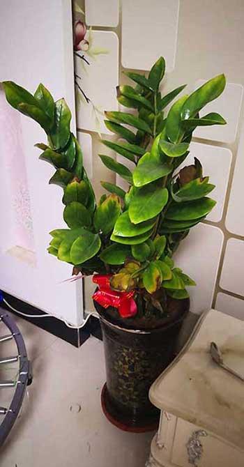 钱串串绿植的养护方法