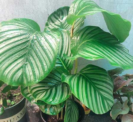 适合长期放卫生间养的植物