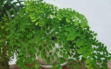 适合长期放卫生间养的植物