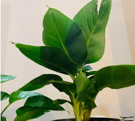 适合长期放卫生间养的植物