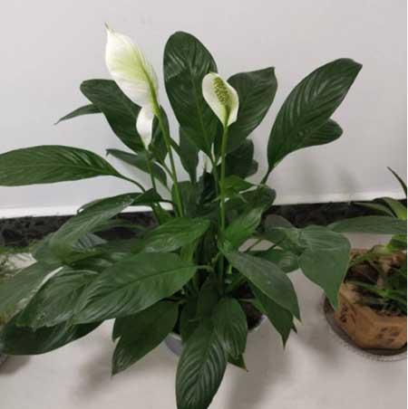 适合长期放卫生间养的植物