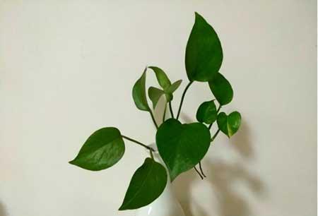 适合长期放卫生间养的植物