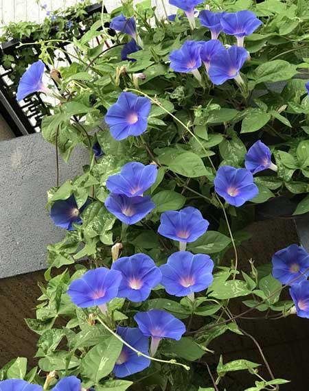 爬墙花卉哪些最好养
