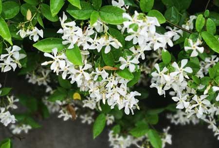 爬墙花卉哪些最好养