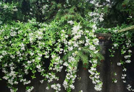 爬墙花卉哪些最好养