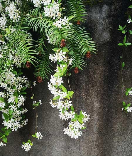 爬墙花卉哪些最好养