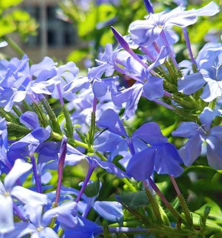 爬墙花卉哪些最好养