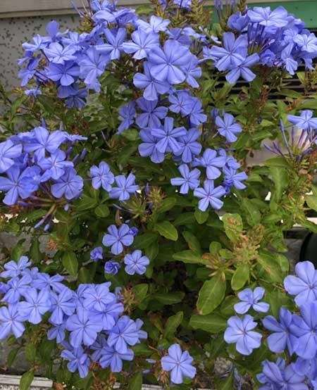 爬墙花卉哪些最好养