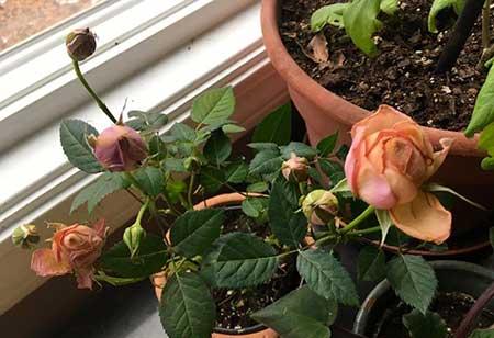刚买的月季花怎么养护