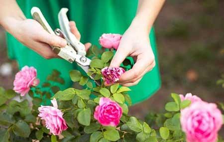 刚买的月季花怎么养护