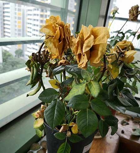 刚买的月季花怎么养护