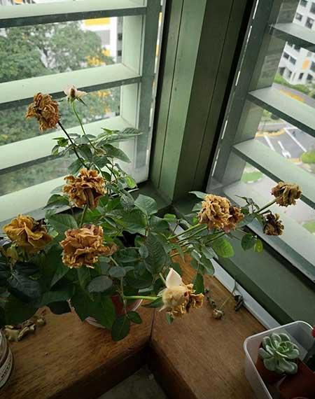 刚买的月季花怎么养护