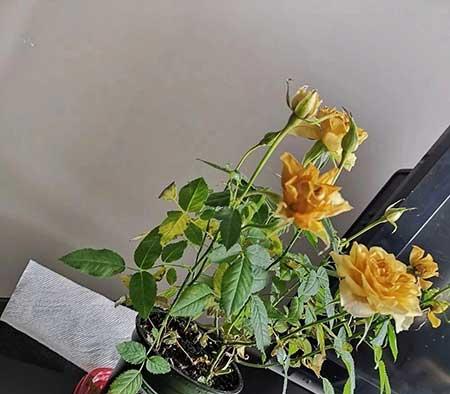 刚买的月季花怎么养护