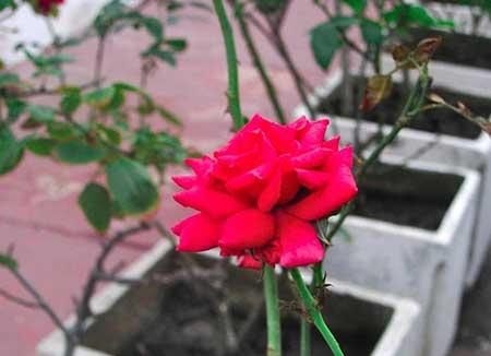 刚买的月季花怎么养护