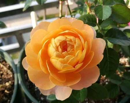 刚买的月季花怎么养护
