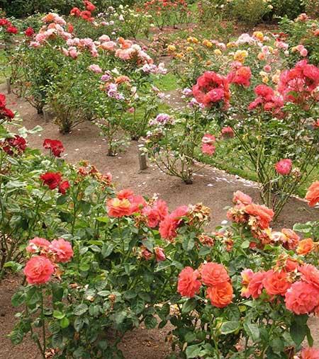 刚买的月季花怎么养护