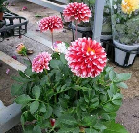 大丽花盆栽怎么养