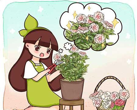 北方适合养什么花