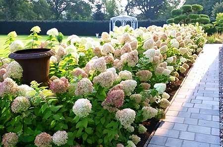 适合庭院种植的花卉
