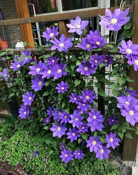 适合庭院种植的花卉