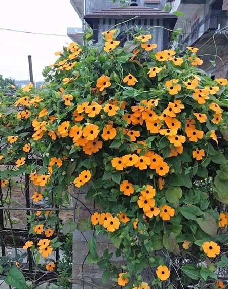 适合庭院种植的花卉