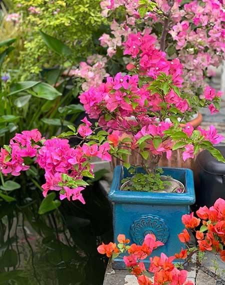 适合庭院种植的花卉