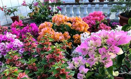 适合庭院种植的花卉