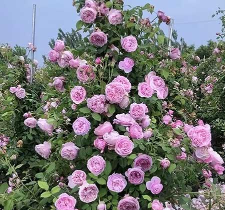 适合庭院种植的花卉