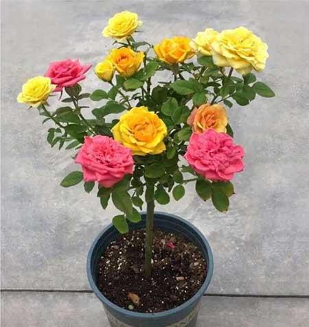 适合夏天养的花