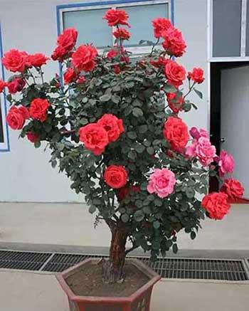 适合夏天养的花